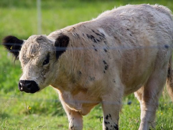 Якутская порода коров