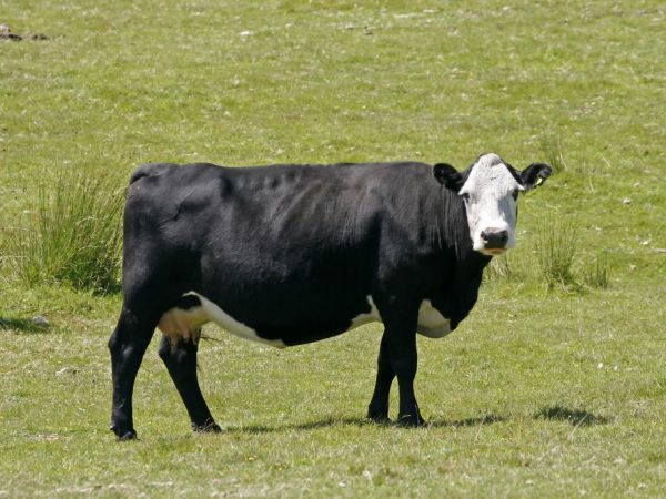 У ярославской породы коров есть ряд преимуществ