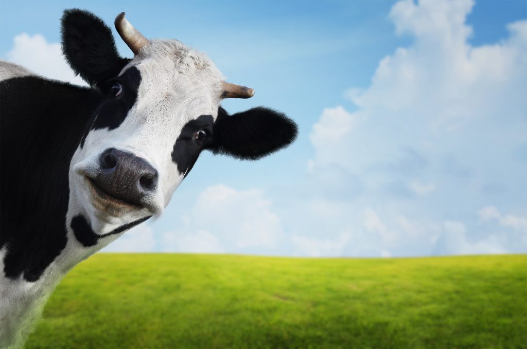 Ярославская порода коров характеристика с фото и видео