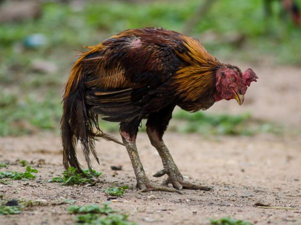 Признаки микоплазмоза у куриц: закрывается один глаз, кашель, опухают суставы