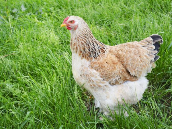 Яйценоскость кур фавероль высокая – до 160 яиц за год