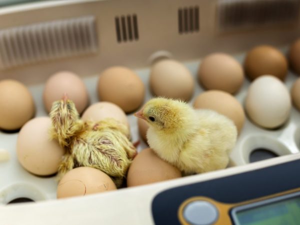 Инкубация куриных яиц. Температурные режим и особенности