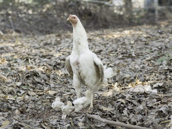 Кокцидиозом курицы могут заразиться через корм или питье