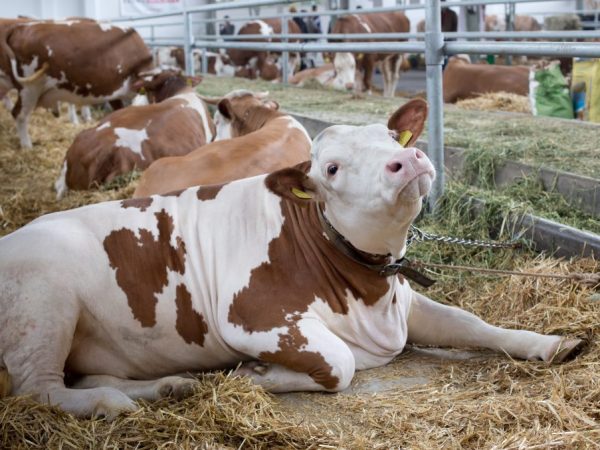 У коровы, которая лежит долгое время, затвердевают мышцы и появляются пролежни