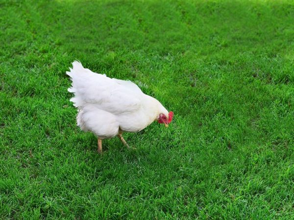 Яйценоскость куриц Ломан Вайт составляет около 300-400 яиц в год