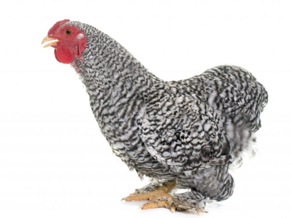 К недостаткам мехеленской породы относится отсутствие инстинкта высиживания цыплят
