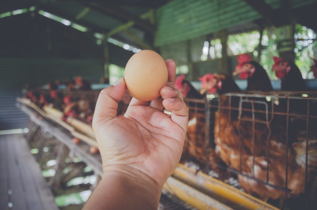 Почему куры несут яйца без скорлупы: причины и что с этим делать