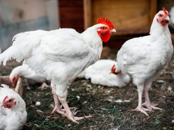 Что давать цыплятам бройлерам от поноса в домашних условиях thumbnail