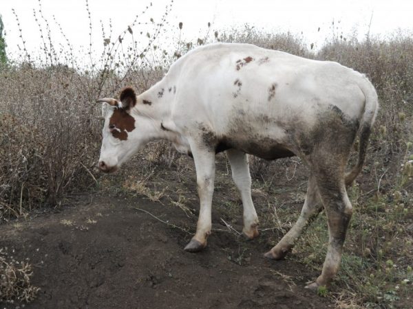 Болезнь у коров на теле шишки thumbnail