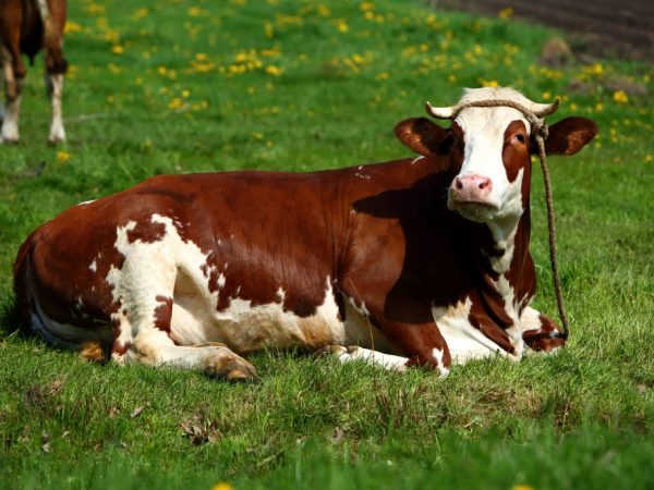 Популярные породы коров