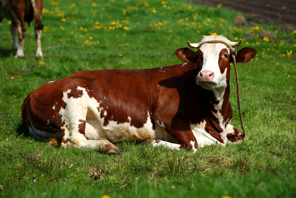 Породы коров — фото и описание