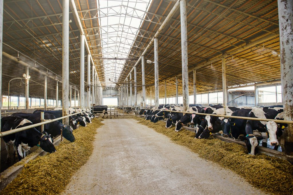 Кормушка для коров: особенности и виды конструкций