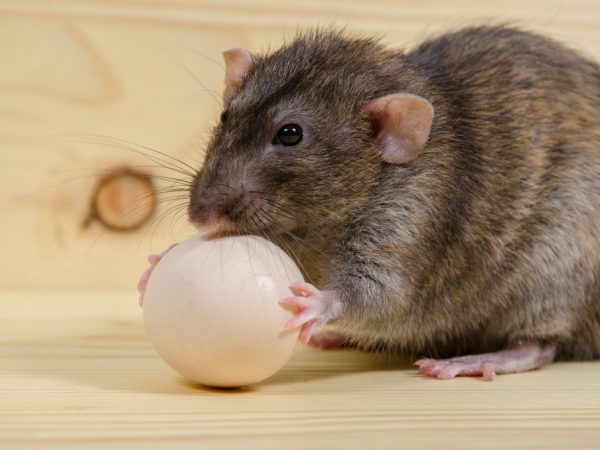 Как в курятнике избавиться от крыс и мышей