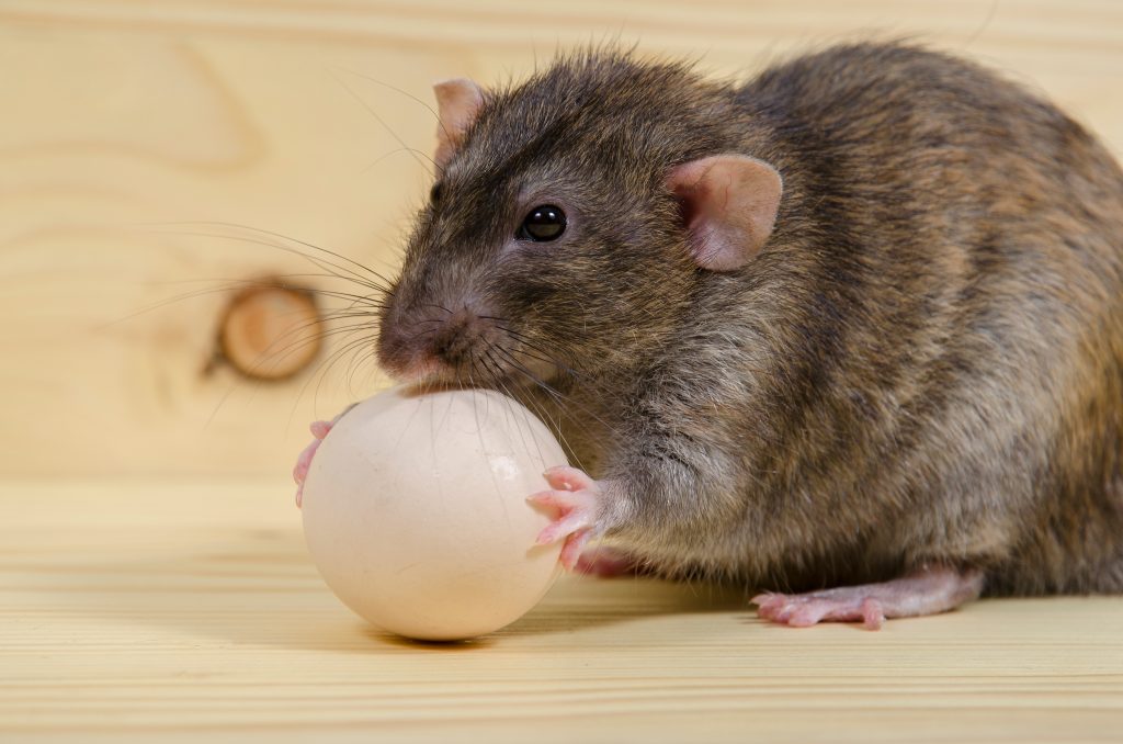 Можно крысам вареное яйцо