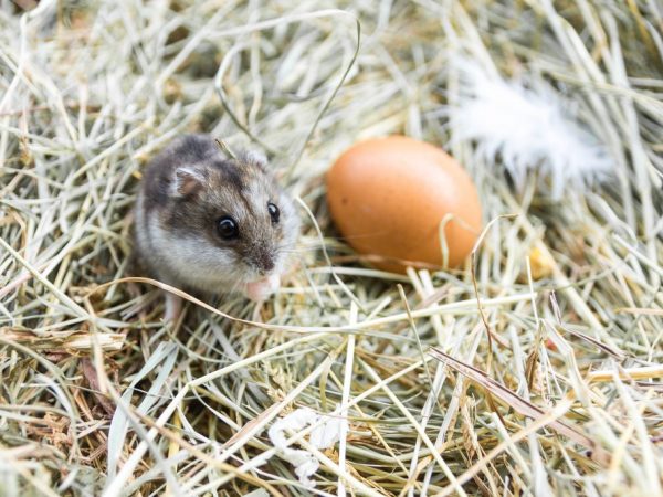 Мыши не только съедают все зерно в курятнике, но и воруют яйца
