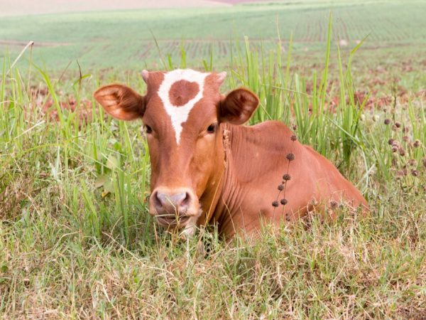 Айрширская порода коровой продуктивностью и крепким здоровьем, жирность ее молока 4,3%
