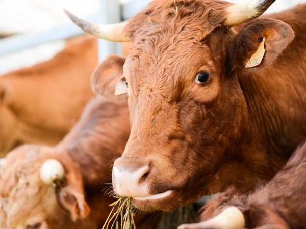 Главной особенностью мясных коров считается их быстрый рост, который зависит от рациона питания, условий содержания и климатических условий
