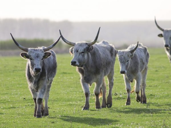 Венгерская серая порода коров
