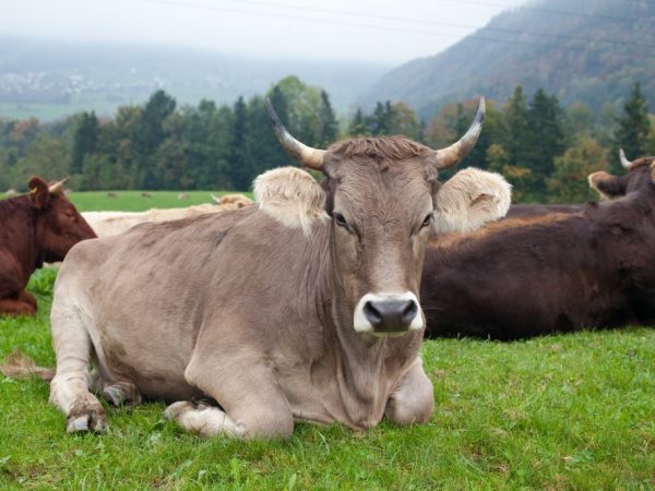 Средний вес Швицкой коровы составляет 700 кг, а быка – до 1000 кг