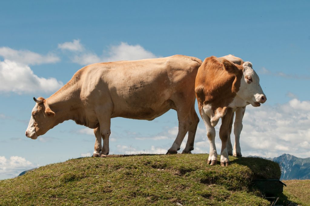 Характеристика симментальской породы коров содержание уход