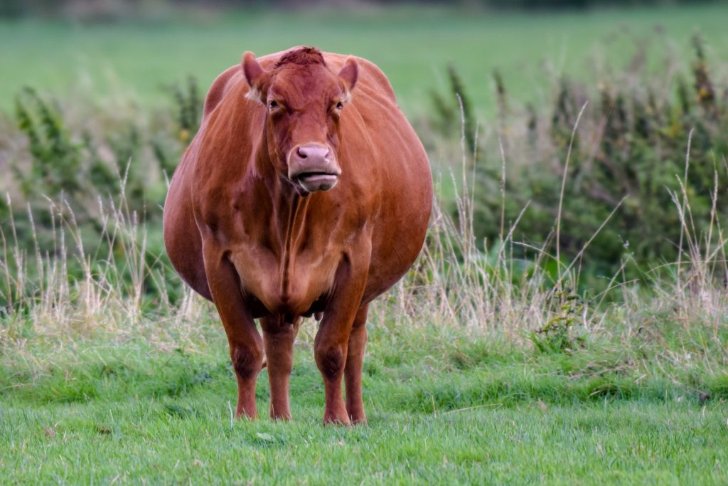 Сколько длится беременность у коровы, сколько месяцев вынашивает теленка