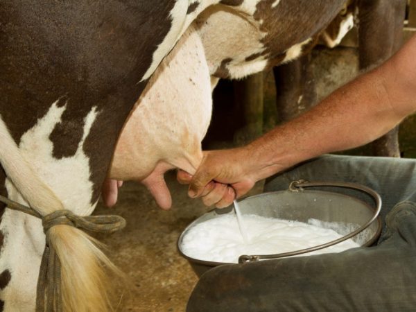 Фермер сможет получить молоко от коровы после первого отела
