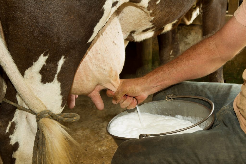 Сколько корова дает молока в сутки