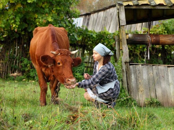 В домашних условиях корова живет дольше, чем на ферме
