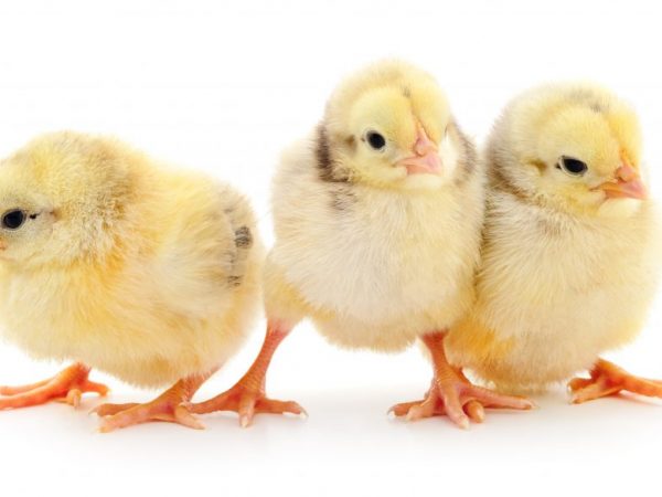 Витамин А способствует росту цыплят