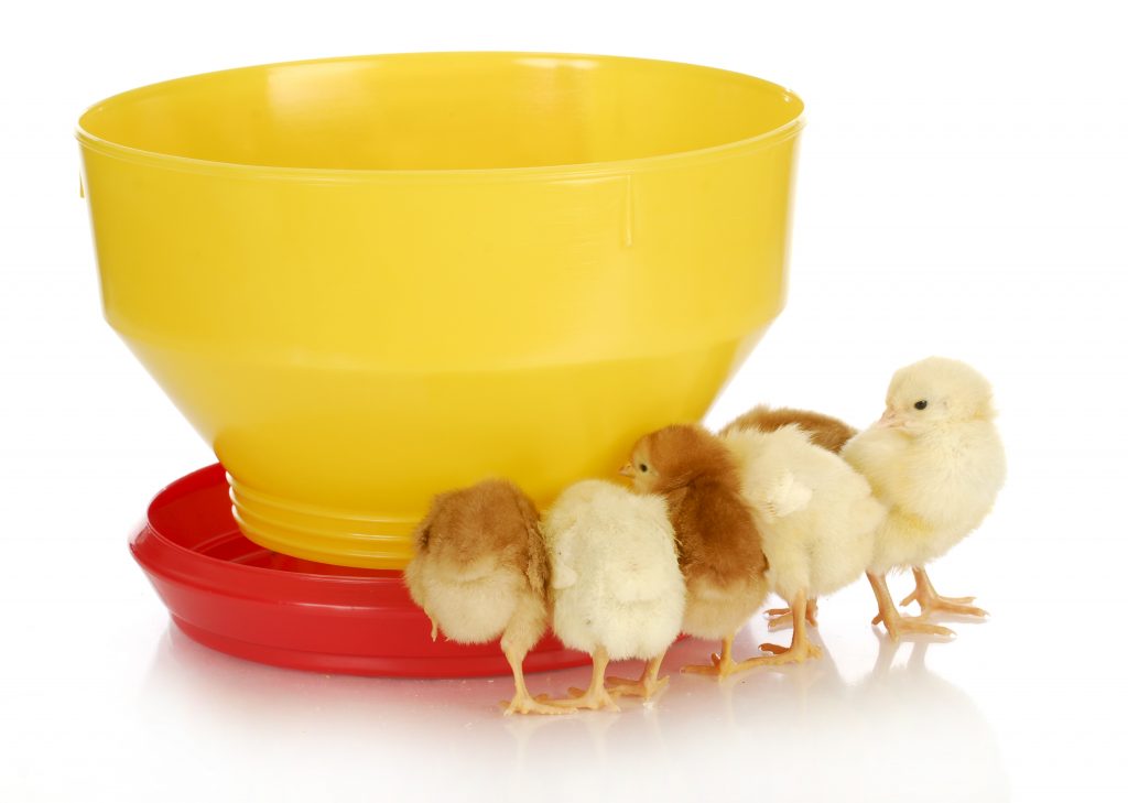Витамины для цыплят в первые дни жизни – биосупервит инструкция