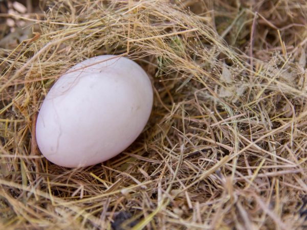 Яйцо утки крупное, овальное, вес обычно составляет до 95 грамм