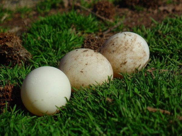 Благоварские утки не только хорошая мясная порода, но и имеют высокие показатели яйценоскости. За год птица может снести от 240 до 280 яиц