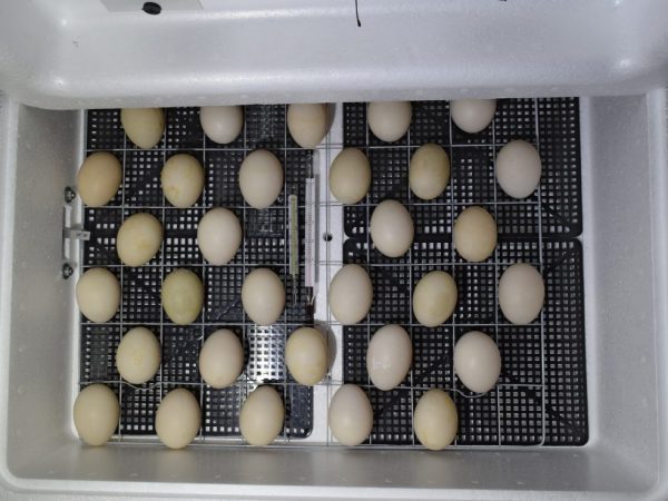 Инкубация яиц индоуток