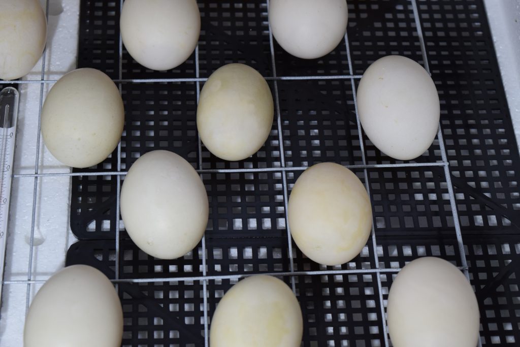 Инкубация яиц индоуток в домашних условиях срокитемпература