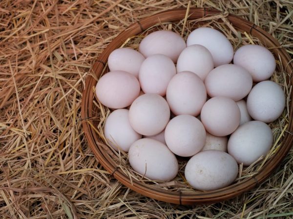 Яйца индоутки содержат элементы, полезные для человеческого организма: витамины, кальций и фосфор и т.д.
