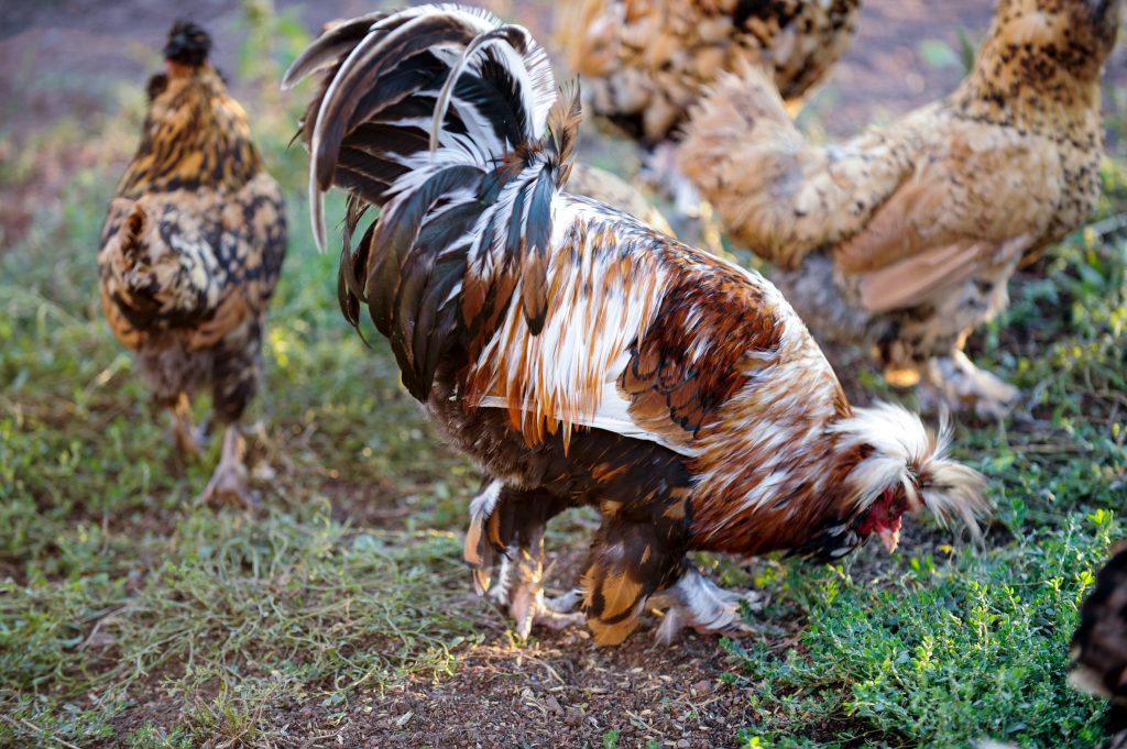 Цыплята орловской ситцевой фото