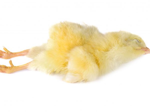 Причины гибели цыплят
