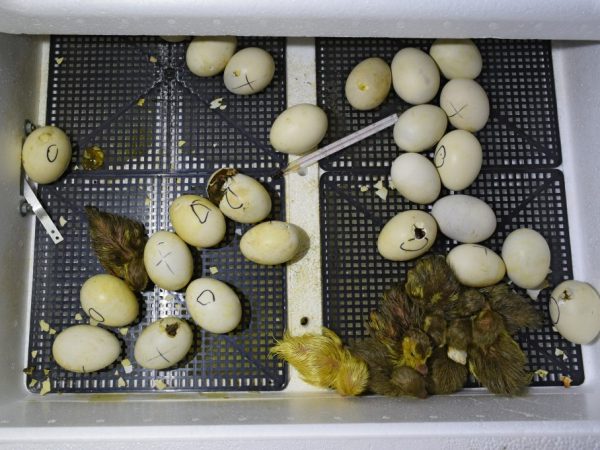 Проведение овоскопирования утиных яиц