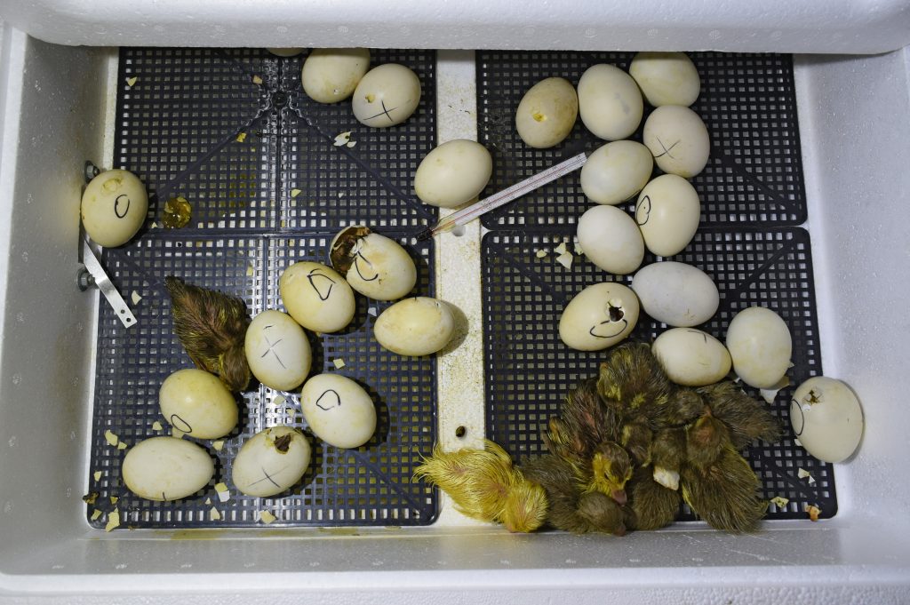 Овоскопирование утиных яиц по дням фото