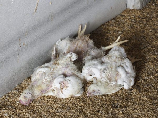 Плохой корм или неправильное питание, может стать причиной гибели цыплят