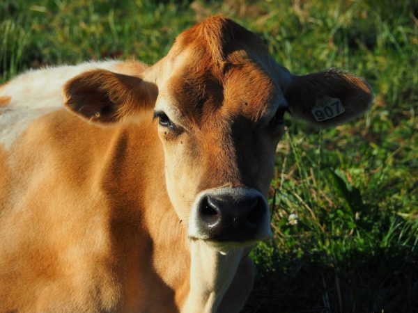 Репродуктивный возраст коров этой породы наступает уже в 2 года. Потомство они дают здоровое, телятся без затруднений и человеческого вмешательства