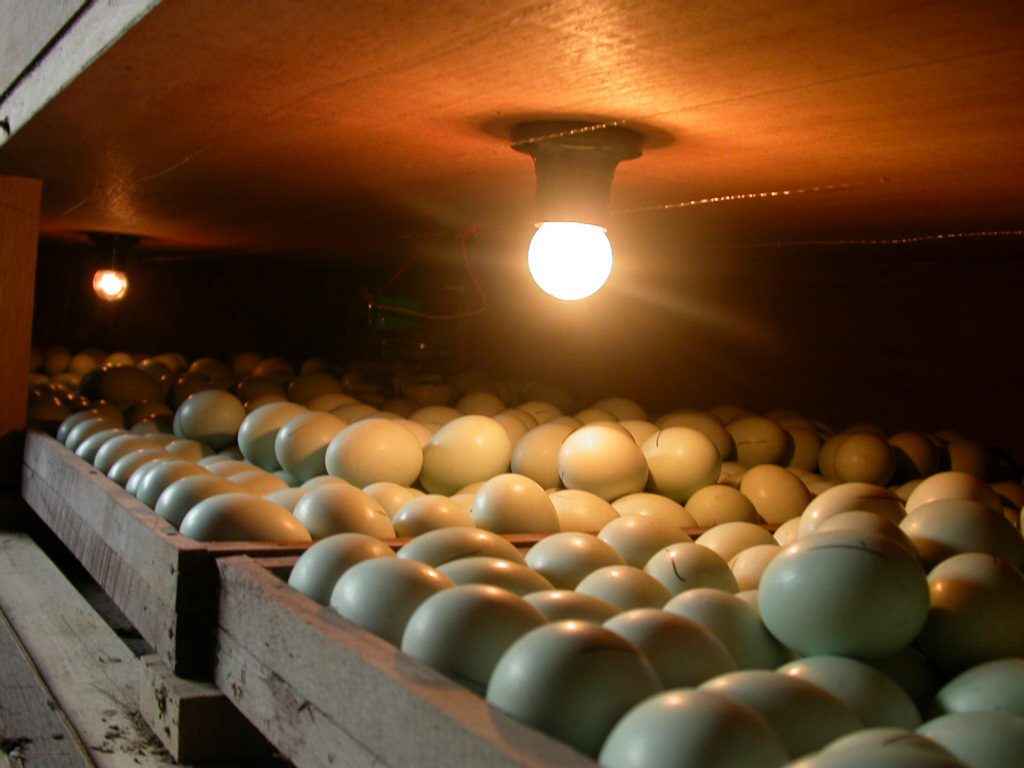 Овоскопирование утиных яиц во время инкубации по дням фото
