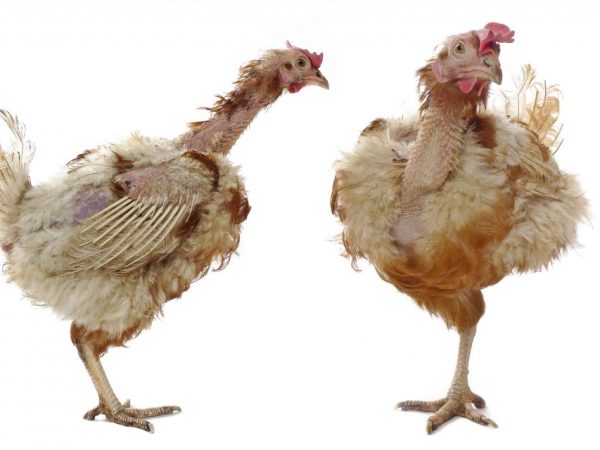 Подвергших расклёву цыплят, необходимо на время переселить в отдельный вольер