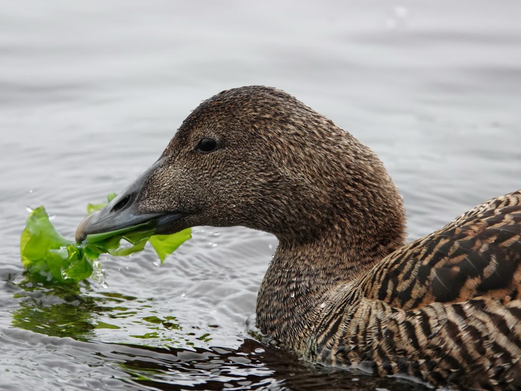 Нужны утки. Duck eating.