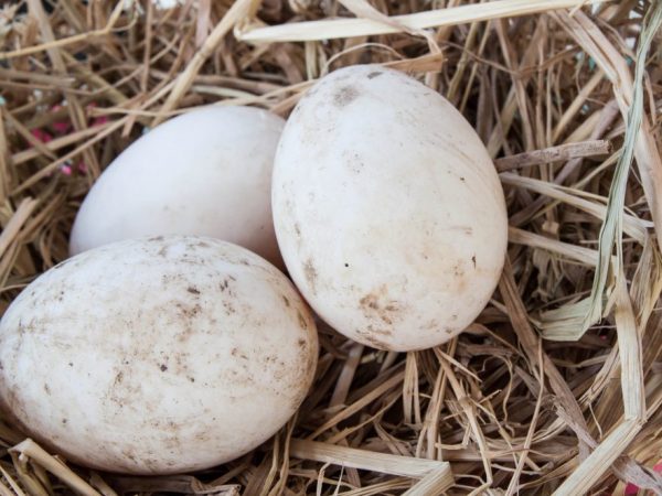 Чистые и загрязненные яйца необходимо сортировать в разные тары, потому что от большого количества грязи снижаются инкубационные качества