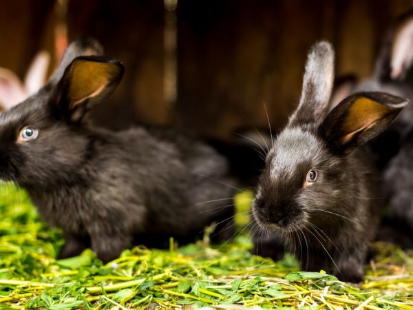 Кролики этой породы относятся к крупным. Средний вес чистопородных самцов колеблется от 5 – 5,2 кг