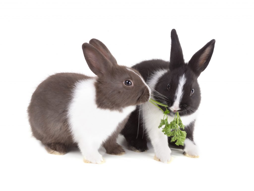 Кролики домашние. Известные кролики. Укроп и кролик. Кролики самые интересные расцветки.