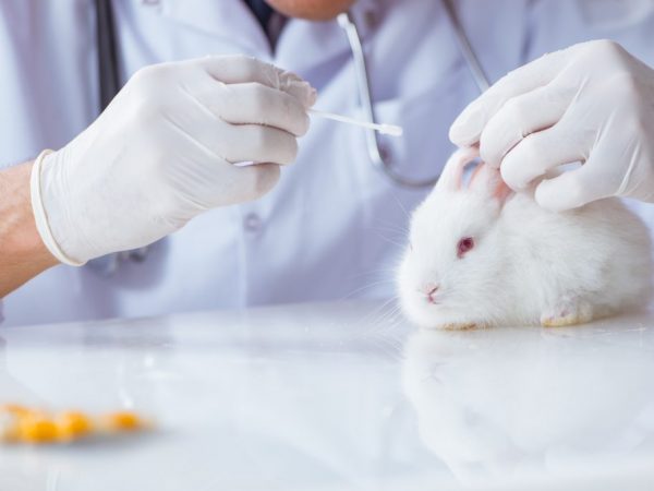 Симптомы и лечение листериоза у кроликов