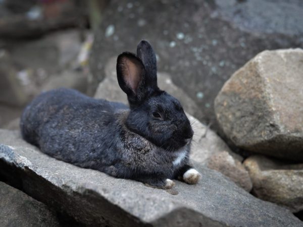 Черно-бурая порода кроликов