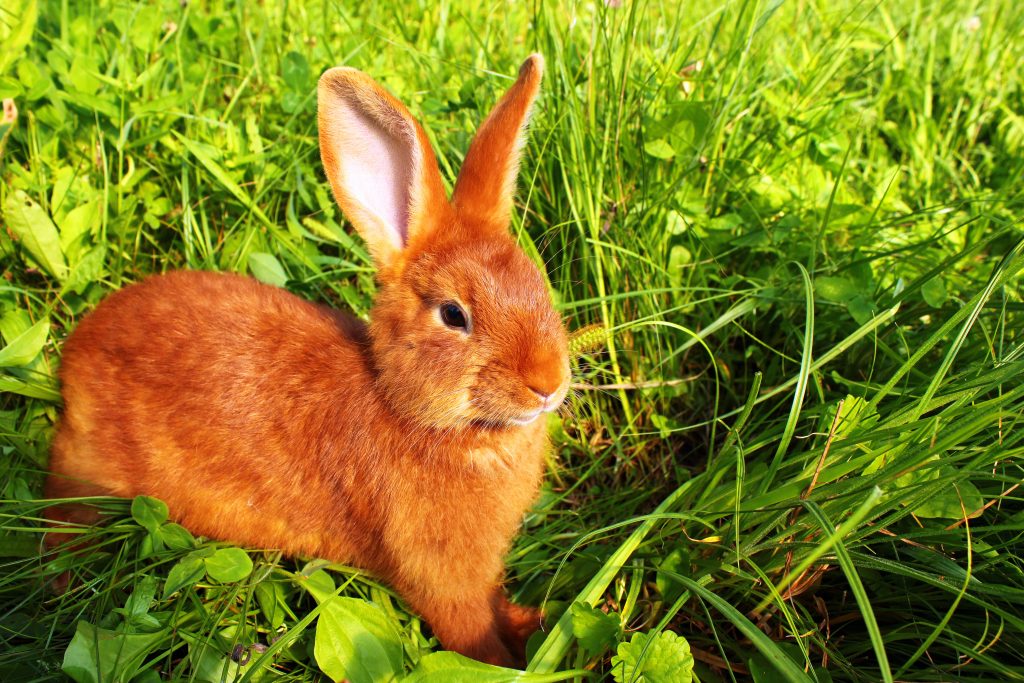 Пушистый смешной рыжий кролик на зеленой природе